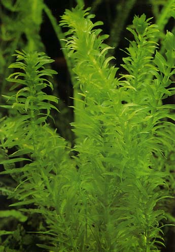 Egeria densa